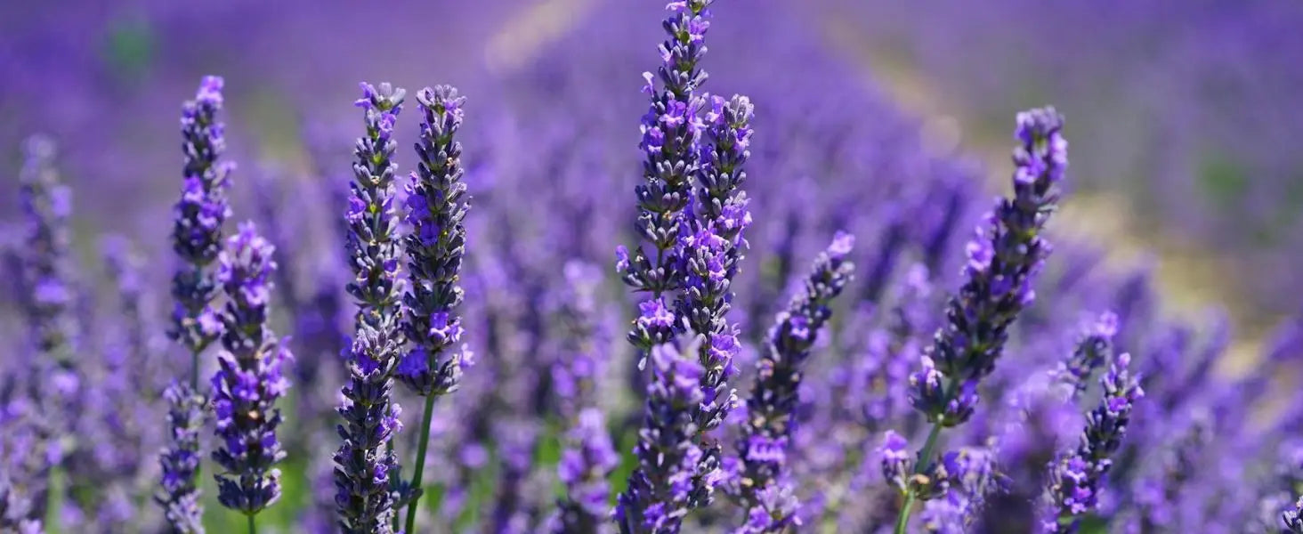 5 Amazing Benefits of Lavender Oil for Skin - Dazze and Blussh