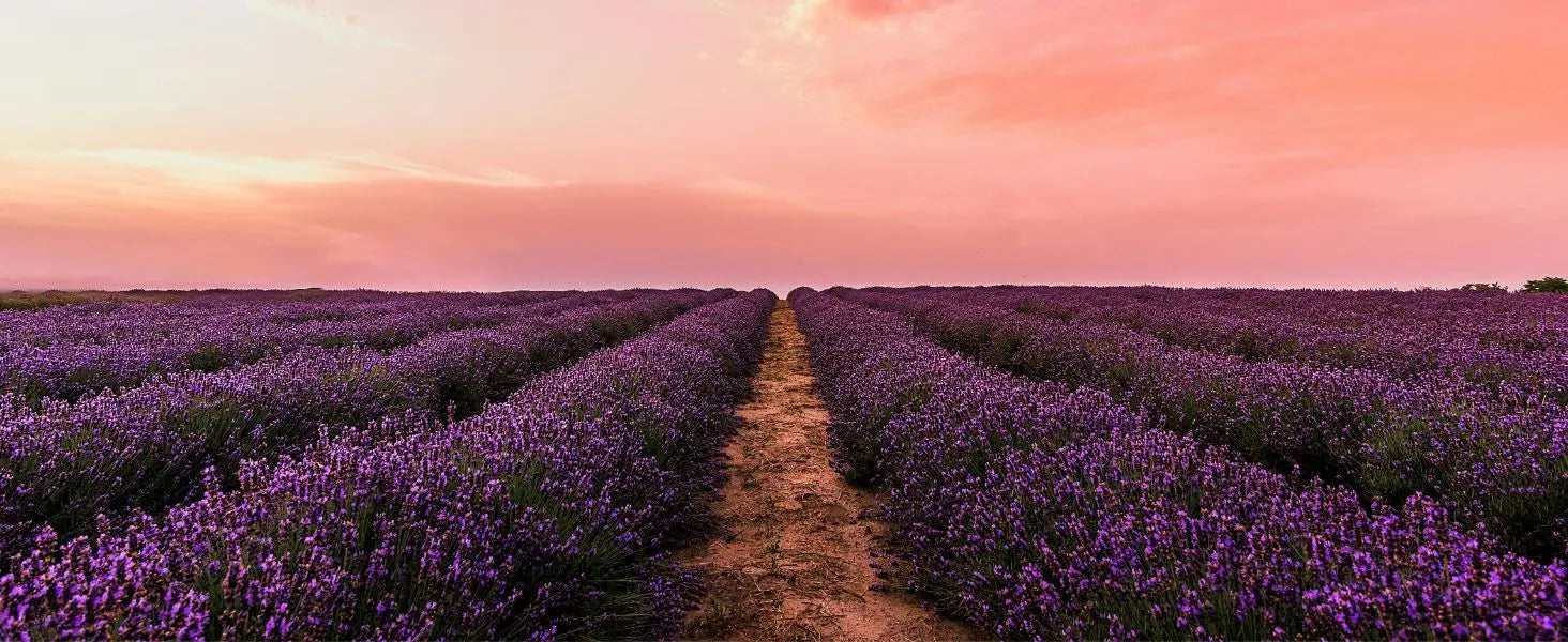 Lavender Essential Oil Field