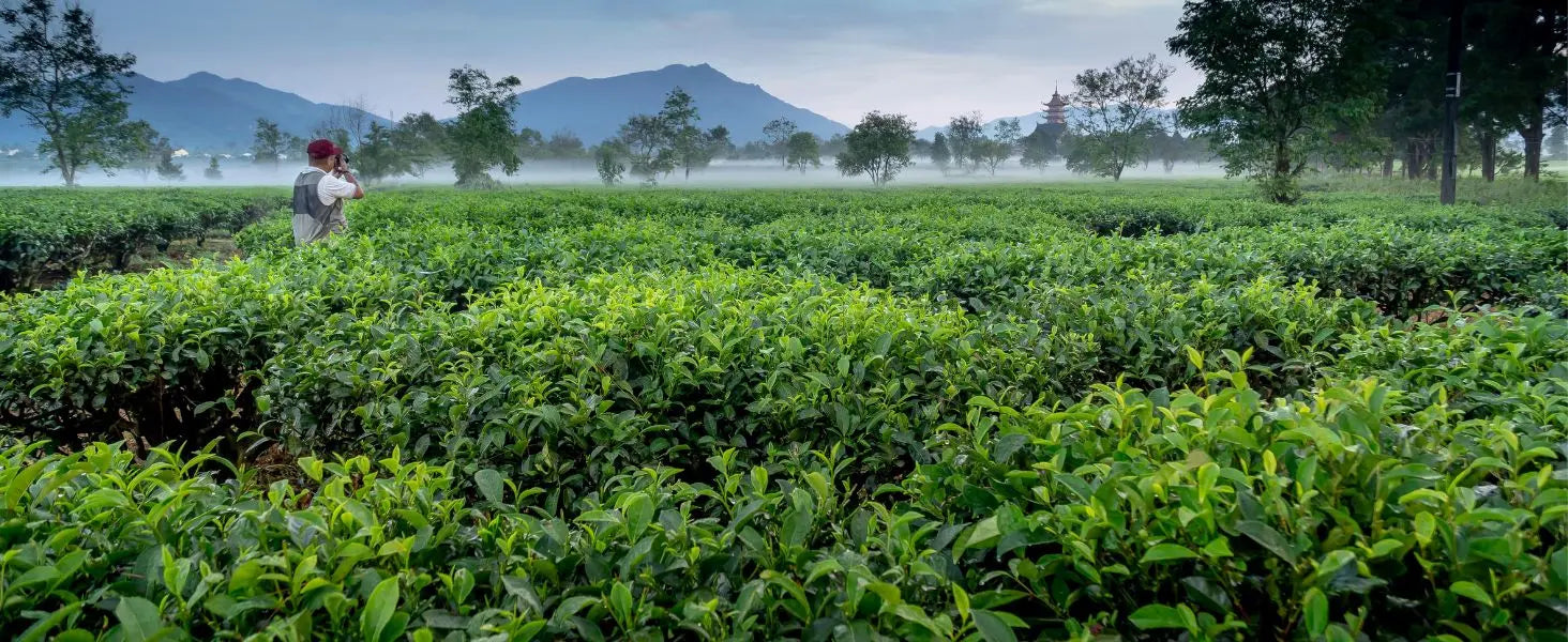 Tea Tree Essential Oil field