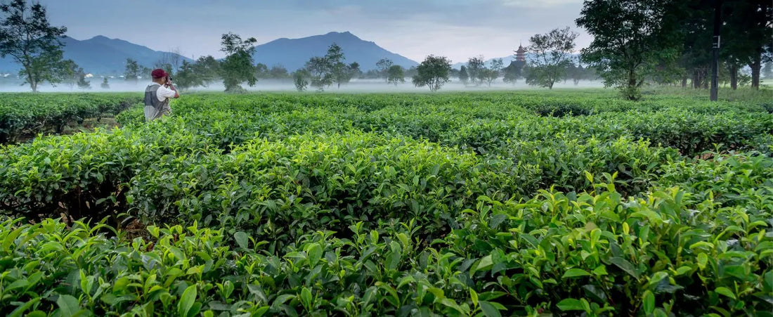 Tea Tree Essential Oil field